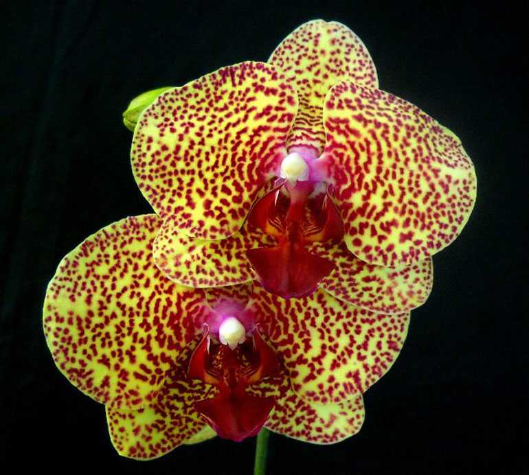 Golden orchid lipsense - 🧡 Орхидея Чармер и Голден бьюти цветение июнь 201...