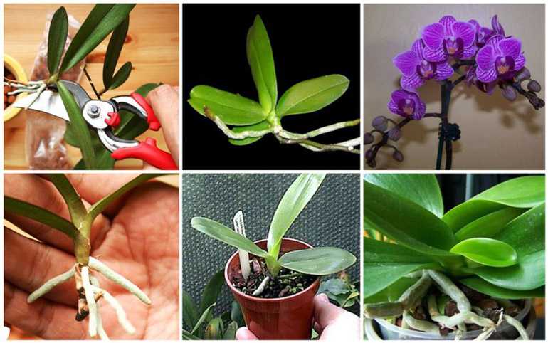 Орхидеи-размножение