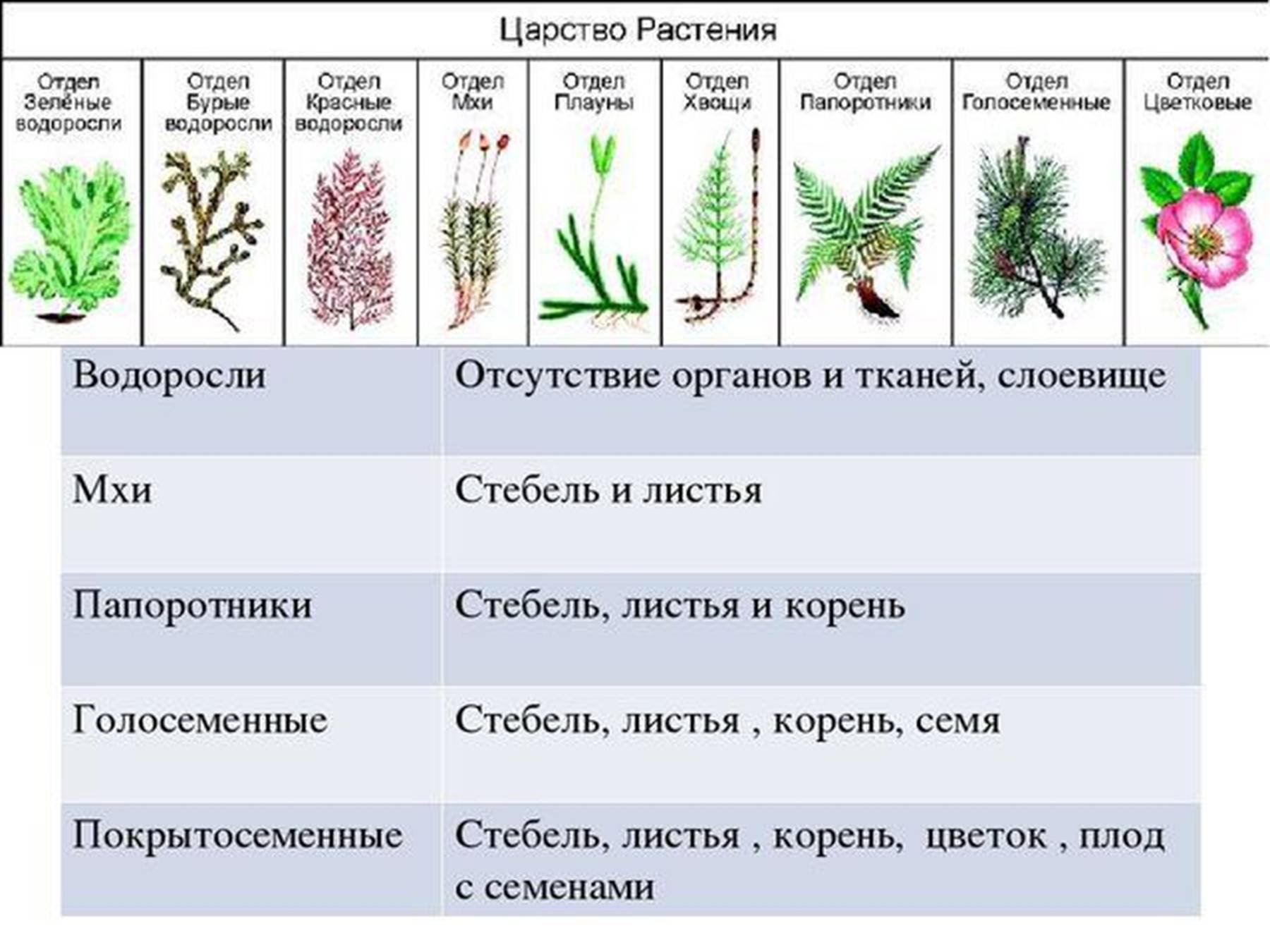 Основная роль ботанической папки в биологии — хранение, классификация и изучение растений для научных и практических целей