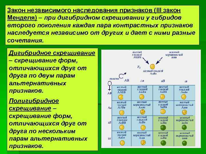 Популяция, вид, способы видообразования. микроэволюция | эволюция органического мира | теория | решутест. продвинутый тренажёр тестов