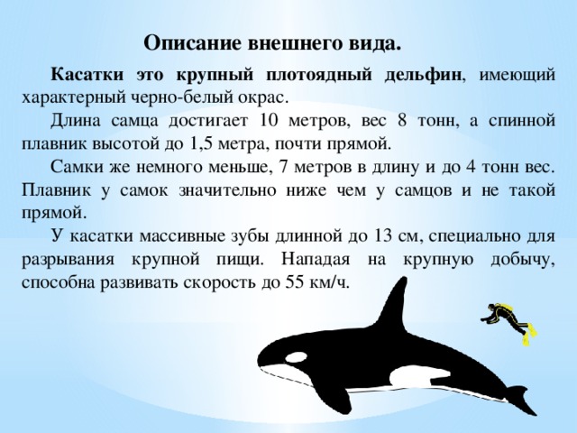 Класс млекопитающие, или звери. пищеварительная система. дыхание. происхождение млекопитающих. значение млекопитающих и охрана полезных зверей. – зоология – kaz-ekzams.ru