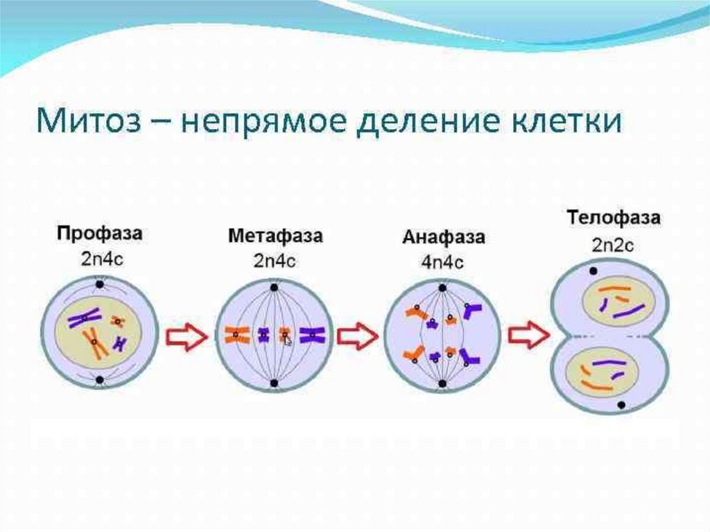 Деление клетки. митоз 9 класс онлайн-подготовка на ростелеком лицей | тренажеры и разбор заданий