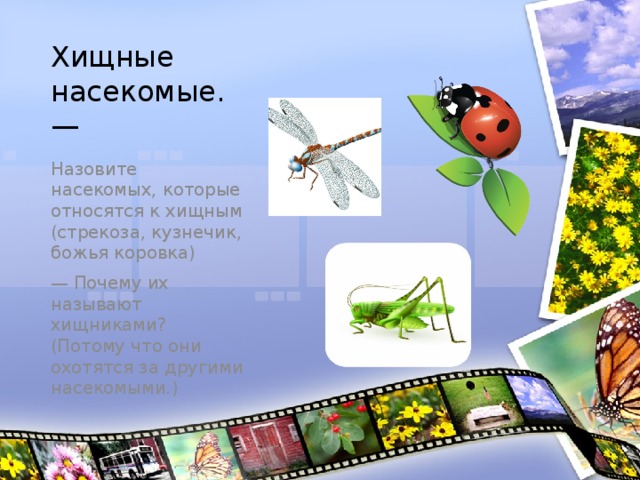 Класс насекомые. конспект биология. подготовка к егэ, огэ, дви
