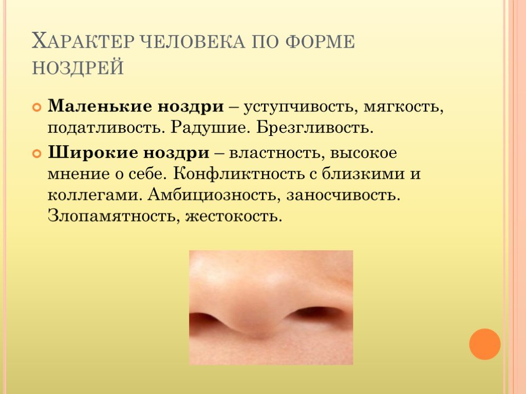 Анатомия носа: полости носа, носовые ходы, строение наружного носа
