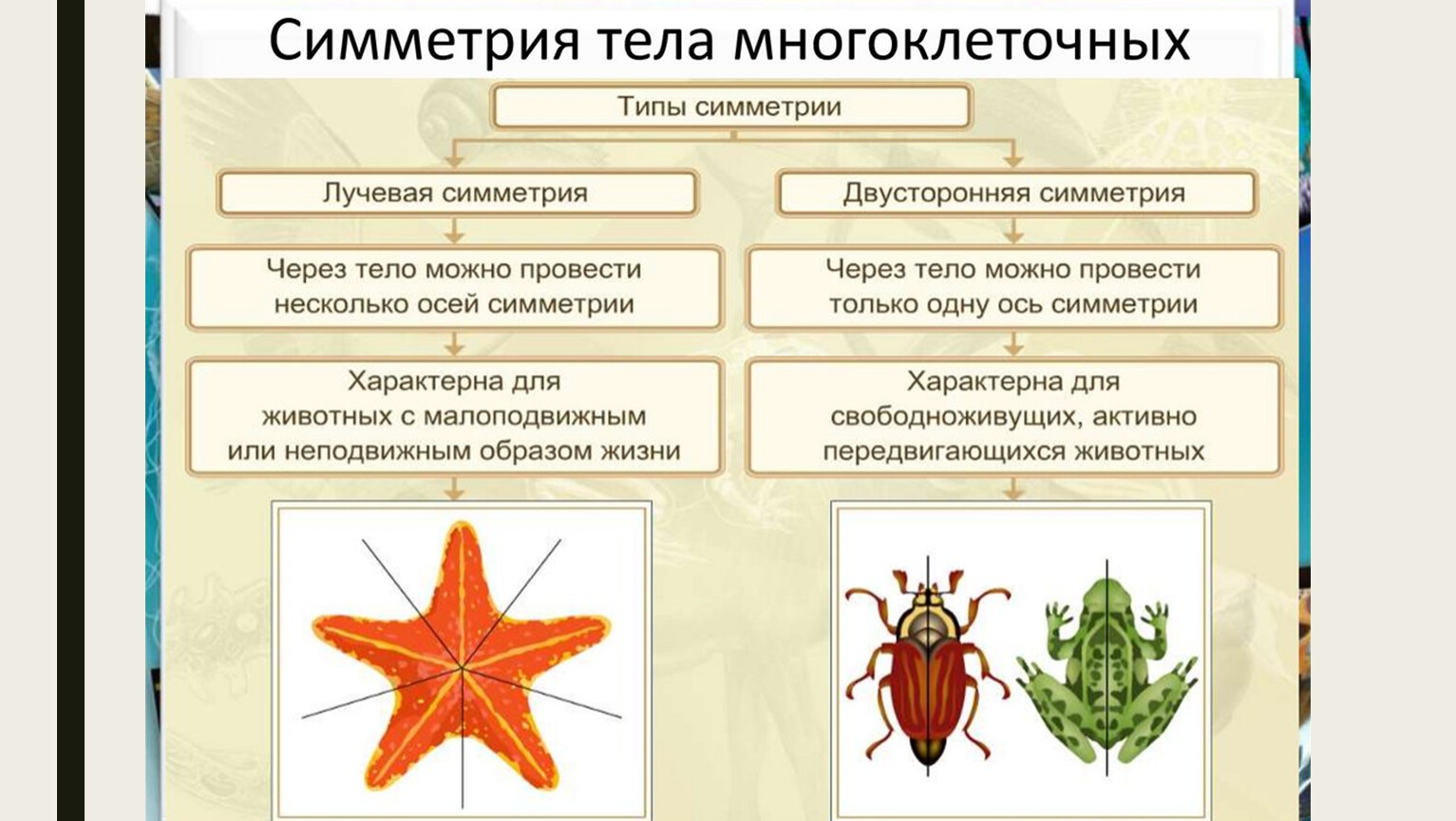 Лучевая симметрия – это одна из форм симметрии, которая характеризует упорядоченное устройство различных объектов в природе и науке Она является