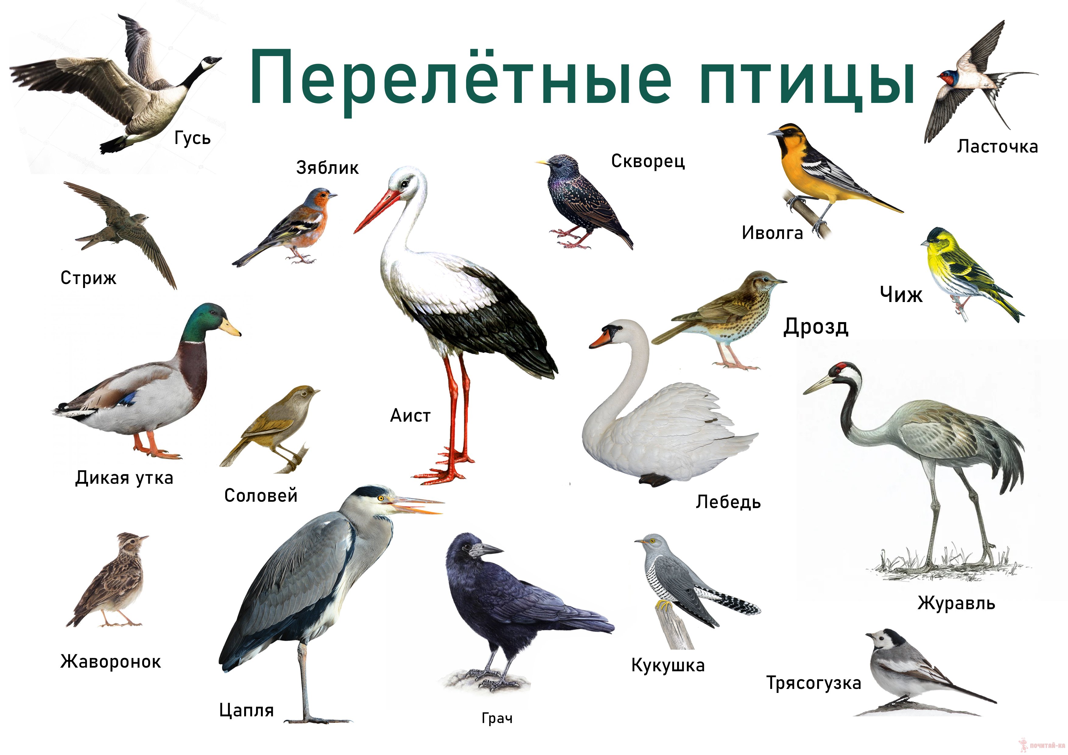 Индюки: от клюворогих до пернатых гигантов - разнообразие имен в мире птиц - как назвать?