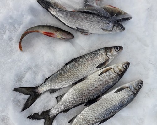 Хитрости ловли рыбы на снасть под названием покаток - читайте на сatcher.fish