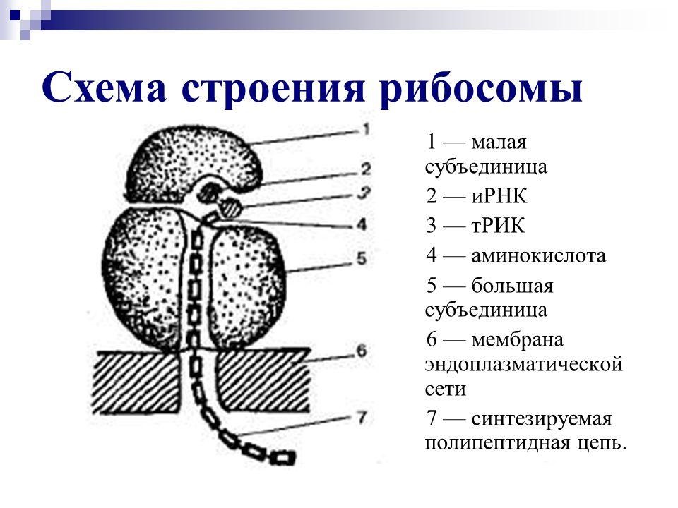 Сябки: что это значит и какие функции они выполняют?