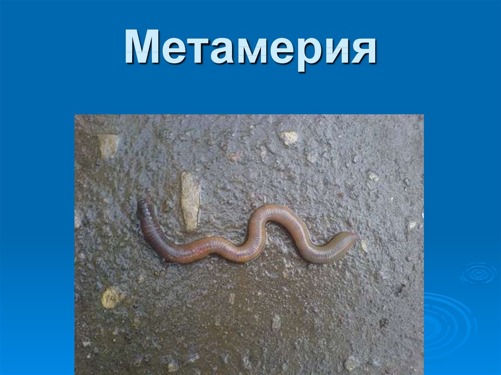 Метамерия