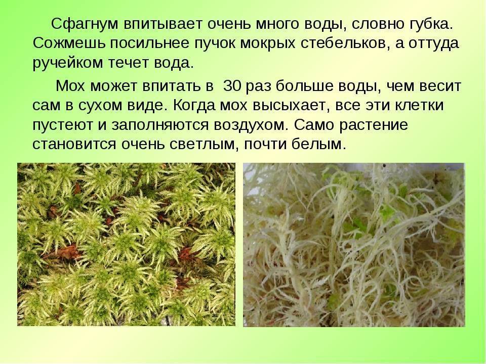 Замечательный мох сфагнум | лесная кладовая