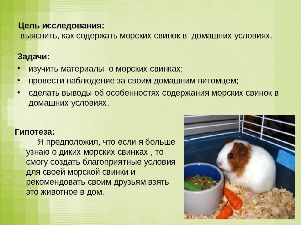 Звуки морских свинок, и что значить если питомец: урчит, мурчит, рычит, скрежет, стонет, сопит, хрипит, свистит