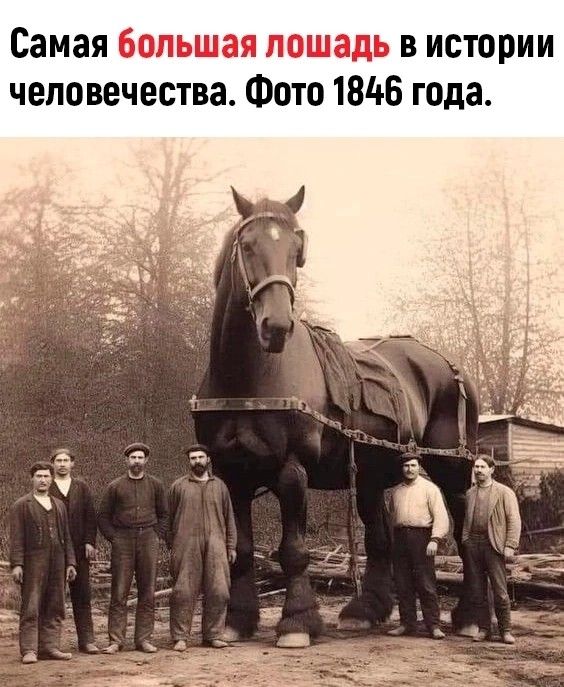 Рейтинг самых красивых и самых необычных лошадей со всего мира |