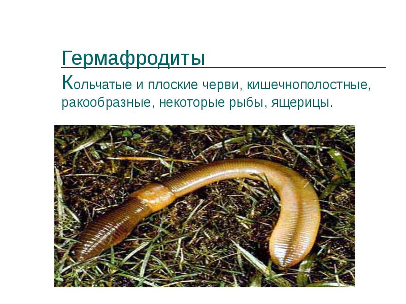Круглые черви (нематоды) - bio-lessons