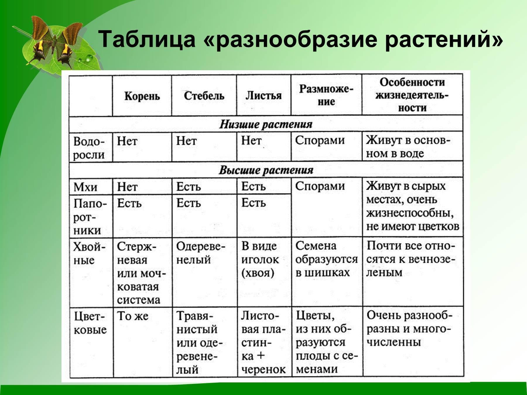 ᐉ папка для гербария - mastersspace.ru