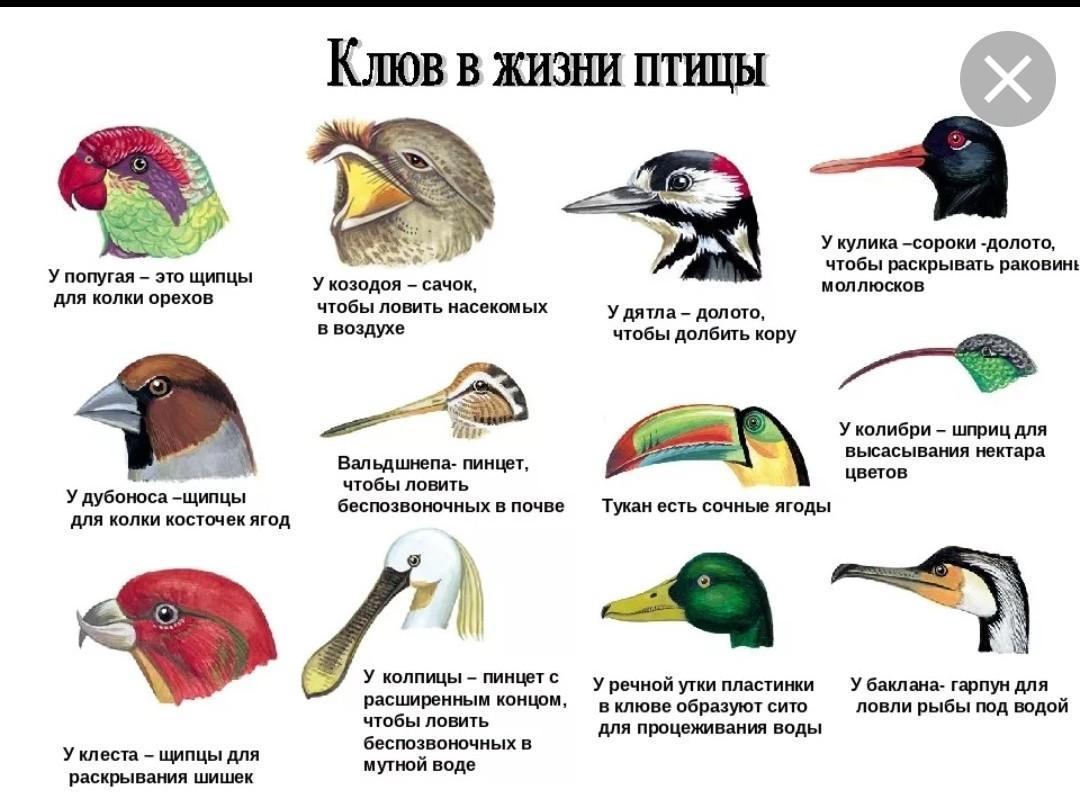 Значение слова индюк: что это такое?