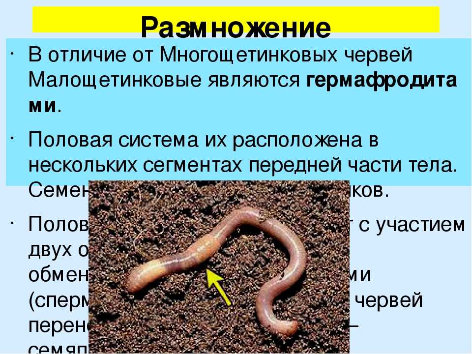 Как размножаются дождевые черви?