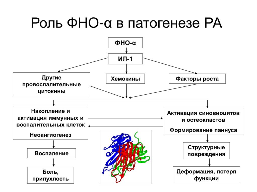 Фактор некроза опухоли (фно альфа): понятие, в крови и фарм. препаратах