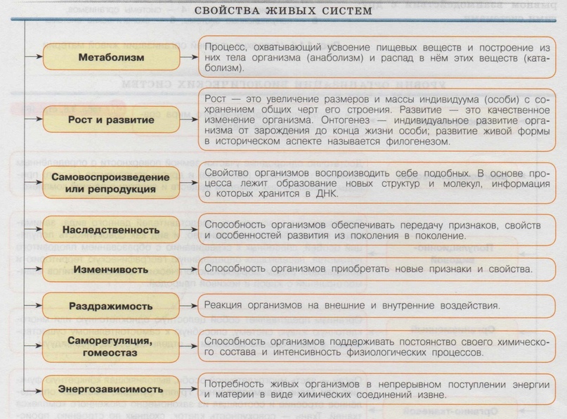 Что нужно знать о половом размножении — основные сведения