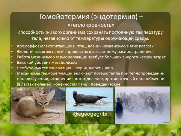 Теплокровные животные