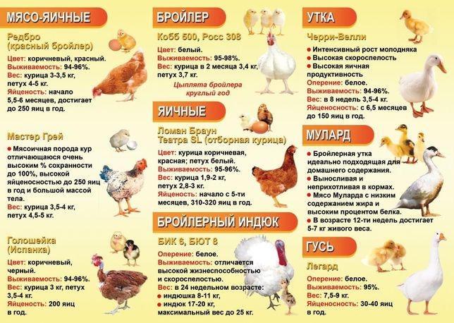 Описание индюка в научном стиле. дикие предки домашней птицы