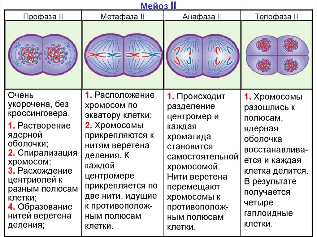 Конденсация хромосом - это процесс уплотнения и спирального скручивания хромосом, который происходит в ходе деления клеток В результате конденсации