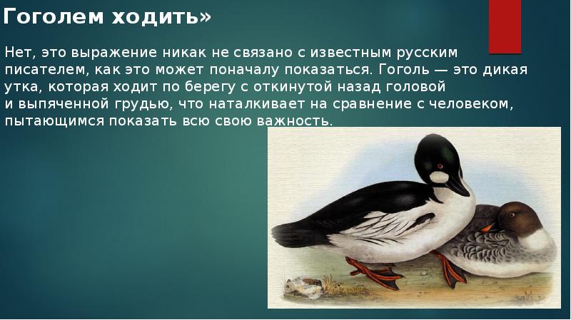 Откуда произошли и что значат популярные фразеологизмы: часть 2