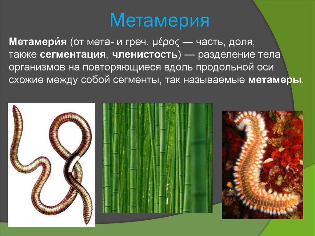 Метамерия
