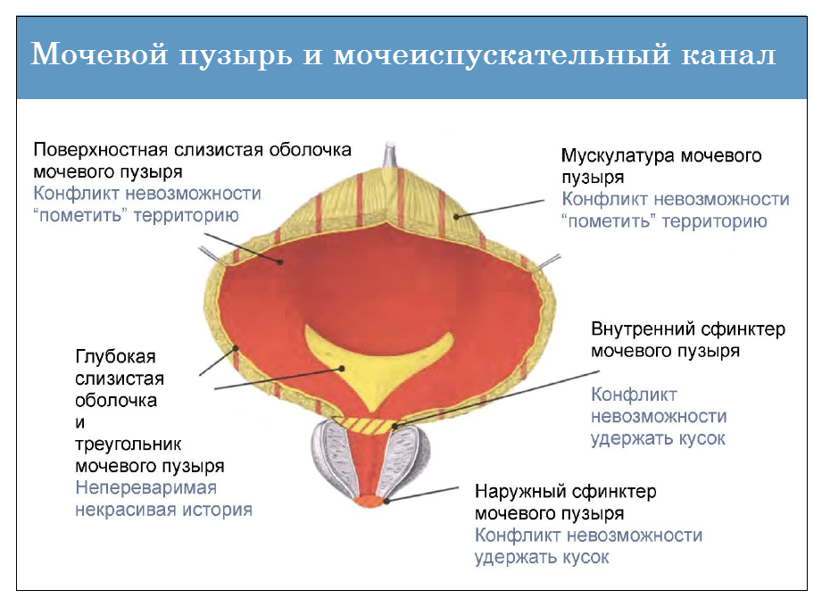 Цистит — психосоматика у женщин, причины