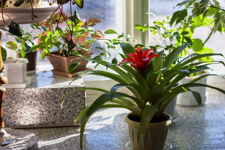 Комнатный цветок гузмания в домашних условиях (с фото) - Проект; Цветочки; для цветоводов начинающих и профессионалов