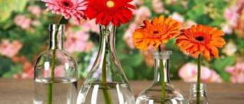 Как сохранить цветы в вазе на воде подольше; подкормка свежесрезанного букета