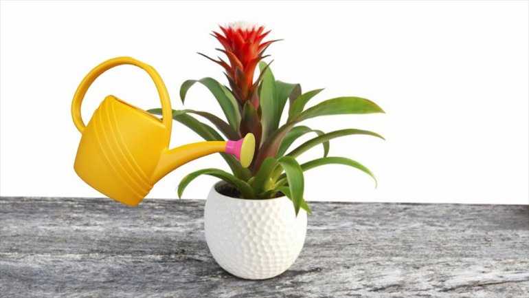 Комнатный цветок гузмания в домашних условиях (с фото) - Проект; Цветочки; для цветоводов начинающих и профессионалов