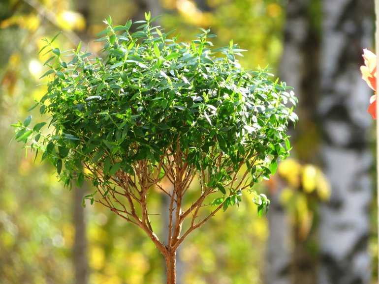 Мирт (миртовое дерево) уход и выращивание в домашних условиях