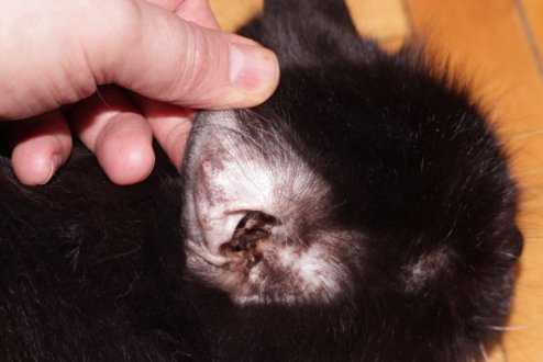 Чем лечить ушного клеща у кошек перекисью водорода