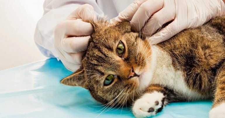 Лекарства от ушного клеща у кошек