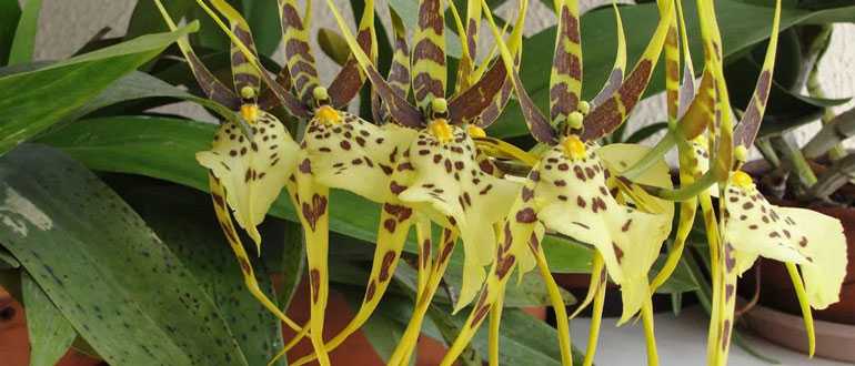 Орхидея Брассия: описание с фото, уход в домашних условиях