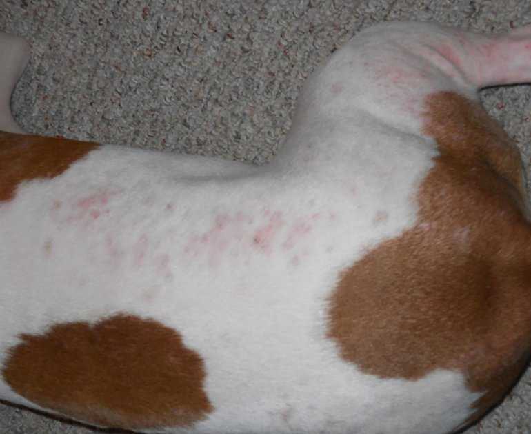 Аллергия у собак