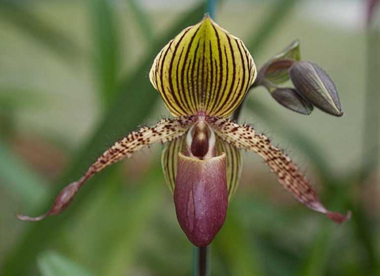 Орхидея Венерин башмачок