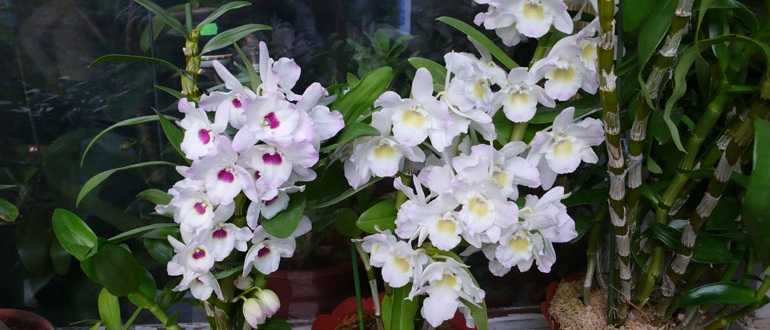 Уход в домашних условиях за орхидеей Дендробиум: подробная пошаговая инструкция