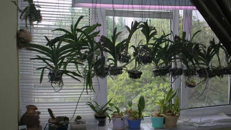 Уход в домашних условиях за орхидеей Дендробиум: подробная пошаговая инструкция