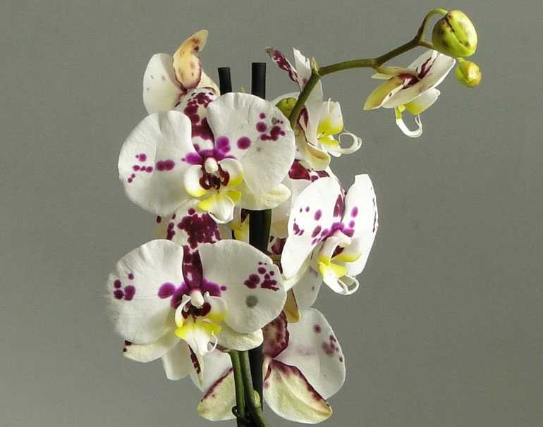 Зеленое Яблоко Орхидея Фото