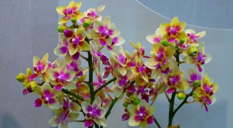 Что означает sogo в названии орхидеи