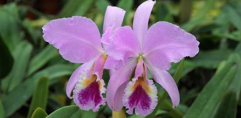 орхидеи Каттлея Лабиата