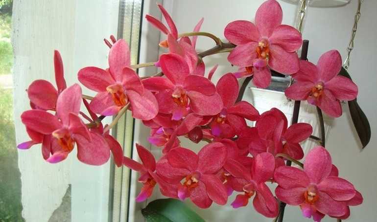 Уход в домашних условиях за орхидеей фаленопсис: