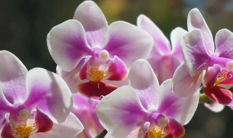 Вот, что нужно знать о болезнях листьев орхидей, их лечении и о том, как они выглядят на фото