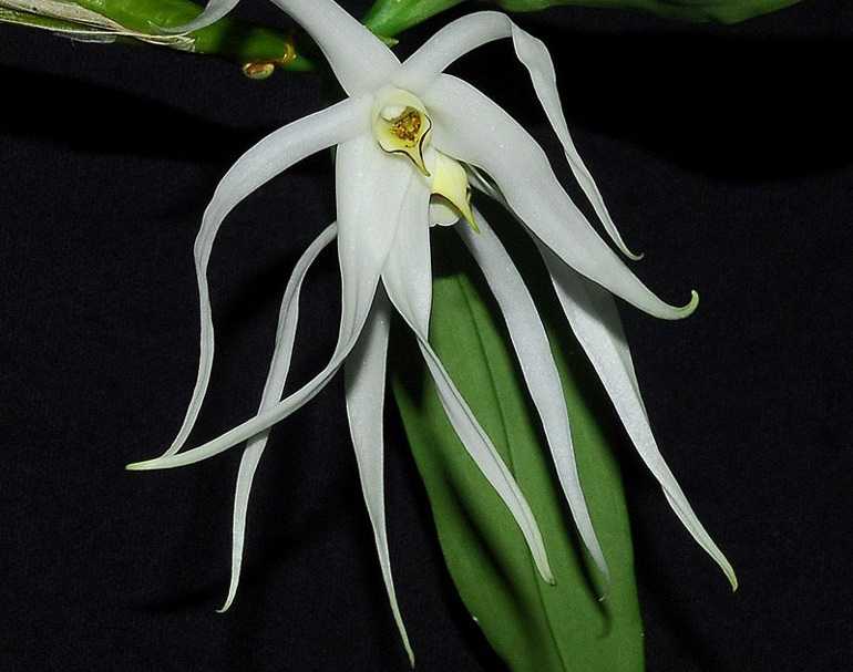 Орхидея Дендробиум Амбонский