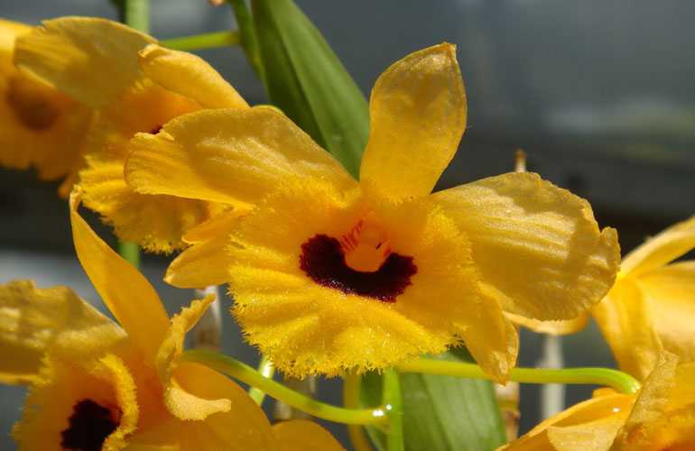 Орхидея Дендробиум Бахромчатый
