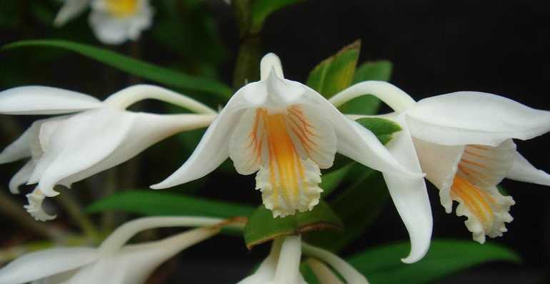 Орхидея Дендробиум Длиннорогий
