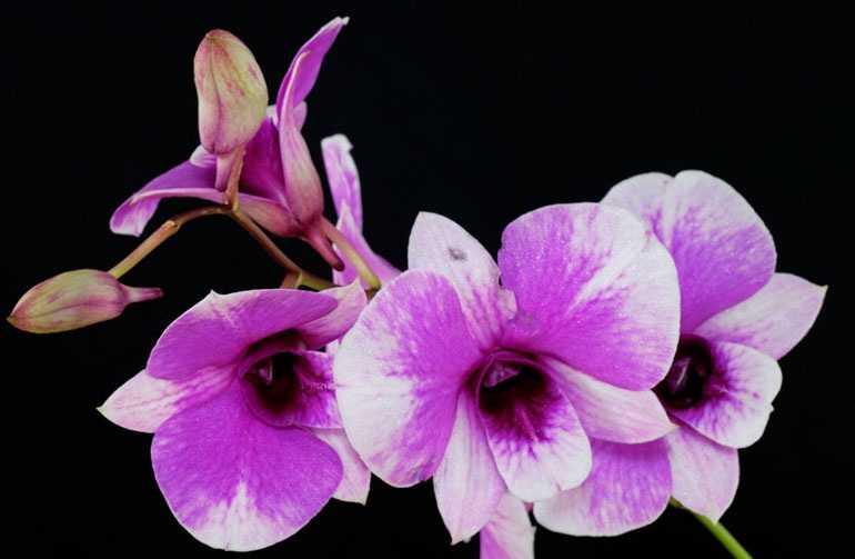 Орхидея Дендробиум Кинга