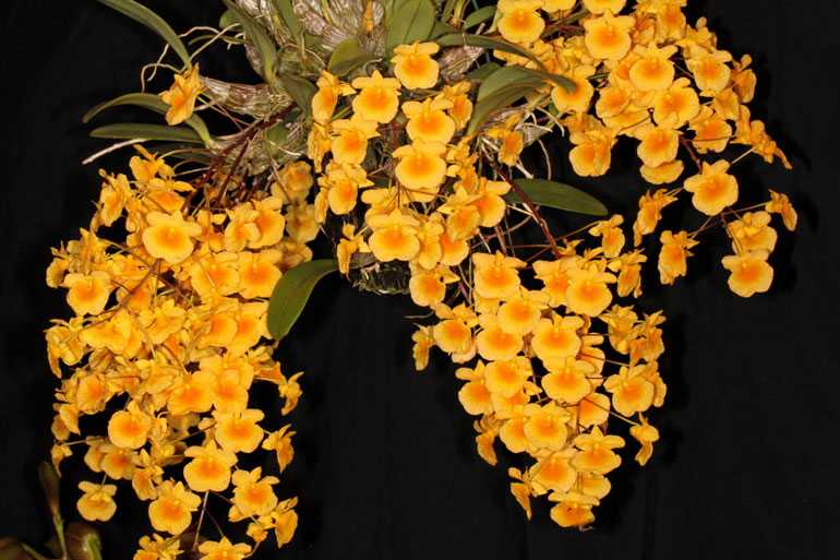 Орхидея Дендробиум Линдли