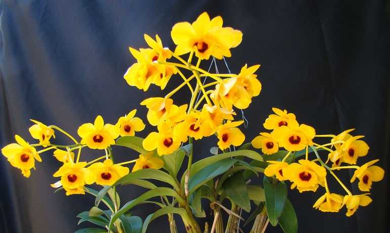 Орхидея Дендробиум Золотистый